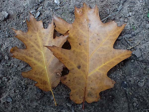 Quercus rubra \ Rot-Eiche / Northern Red Oak, D Weinheim an der Bergstra&szlig;e, Exotenwald 19.10.2025
