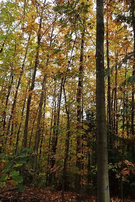 Quercus rubra \ Rot-Eiche / Northern Red Oak, D Weinheim an der Bergstra&szlig;e, Exotenwald 19.10.2025