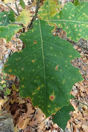 Quercus rubra \ Rot-Eiche / Northern Red Oak, D Weinheim an der Bergstra&szlig;e, Exotenwald 19.10.2025