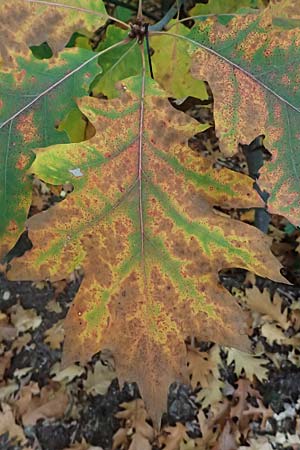Quercus rubra \ Rot-Eiche / Northern Red Oak, D Weinheim an der Bergstra&szlig;e, Exotenwald 19.10.2025