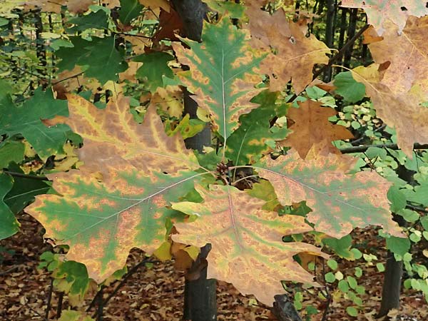 Quercus rubra \ Rot-Eiche / Northern Red Oak, D Weinheim an der Bergstra&szlig;e, Exotenwald 19.10.2025