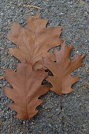 Quercus rubra \ Rot-Eiche / Northern Red Oak, D Weinheim an der Bergstra&szlig;e, Exotenwald 19.10.2025