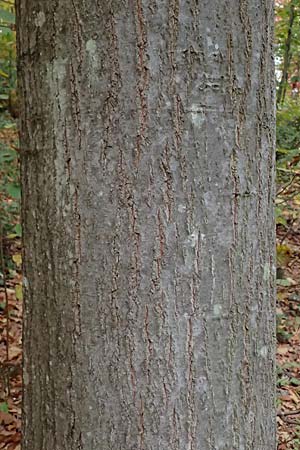 Quercus rubra \ Rot-Eiche / Northern Red Oak, D Weinheim an der Bergstra&szlig;e, Exotenwald 19.10.2025