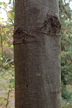 Quercus rubra \ Rot-Eiche / Northern Red Oak, D Weinheim an der Bergstra&szlig;e, Exotenwald 19.10.2025