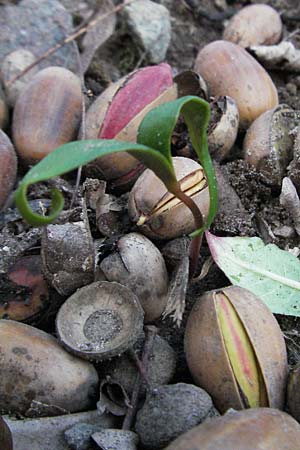 Quercus robur \ Stiel-Eiche / Common Oak, D Schwetzingen 16.3.2007