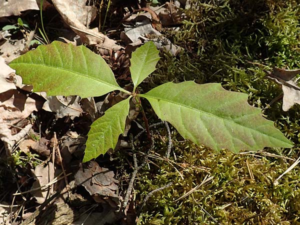 Quercus rubra \ Rot-Eiche / Northern Red Oak, D Mannheim 1.5.2018