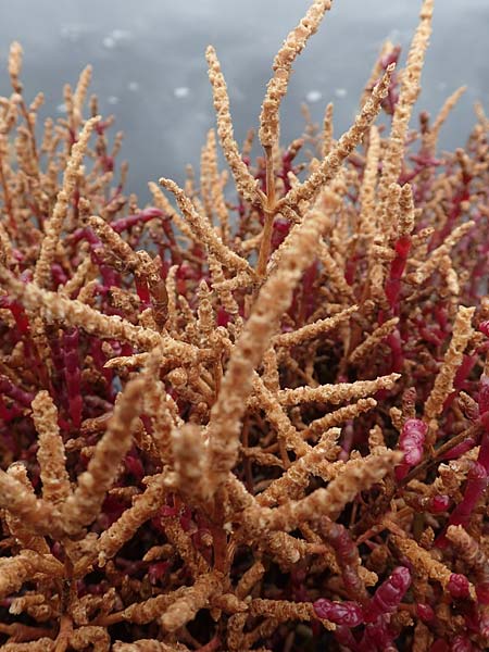 Salicornia europaea \ Europ&auml;ischer Queller / Common Glasswort, D Sachsen-Anhalt, S&uuml;lzetal-S&uuml;lldorf 27.9.2020
