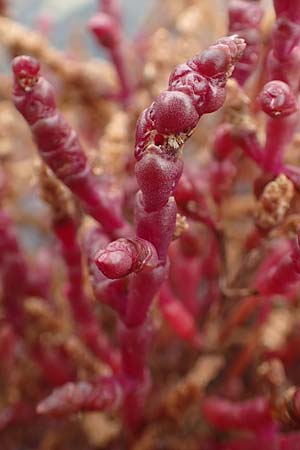 Salicornia europaea \ Europ&auml;ischer Queller / Common Glasswort, D Sachsen-Anhalt, S&uuml;lzetal-S&uuml;lldorf 27.9.2020