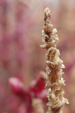 Salicornia europaea \ Europ&auml;ischer Queller / Common Glasswort, D Sachsen-Anhalt, S&uuml;lzetal-S&uuml;lldorf 27.9.2020