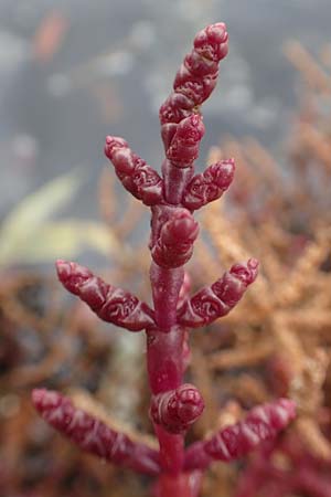 Salicornia europaea \ Europ&auml;ischer Queller / Common Glasswort, D Sachsen-Anhalt, S&uuml;lzetal-S&uuml;lldorf 27.9.2020