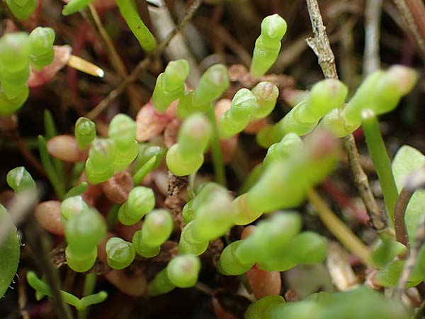 Salicornia europaea \ Europ&auml;ischer Queller / Common Glasswort, D Th&uuml;ringen, Artern 11.6.2022