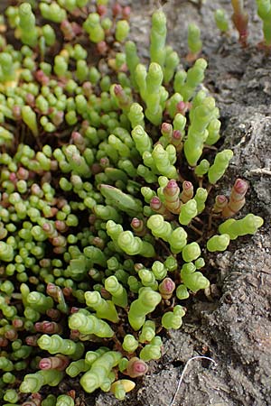 Salicornia europaea, Europ&auml;ischer Queller