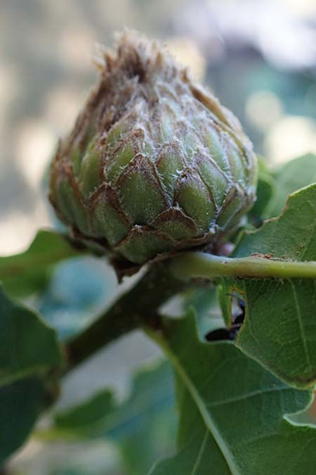 Quercus robur \ Stiel-Eiche / Common Oak, D Odenwald, Erbach 17.7.2022