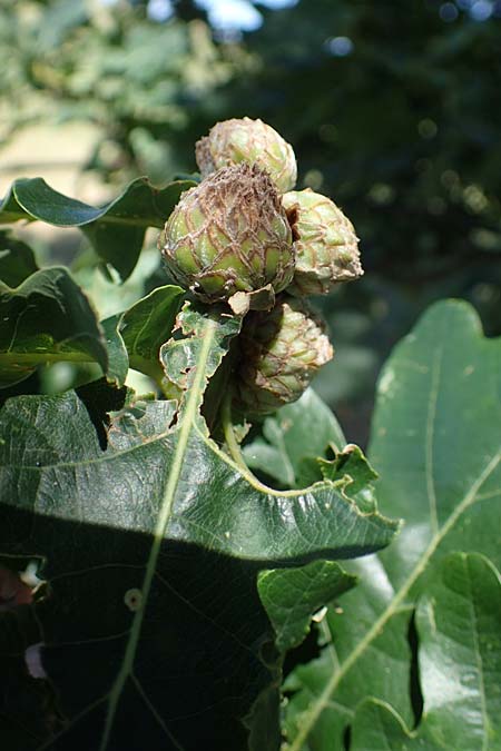 Quercus robur \ Stiel-Eiche / Common Oak, D Odenwald, Erbach 17.7.2022