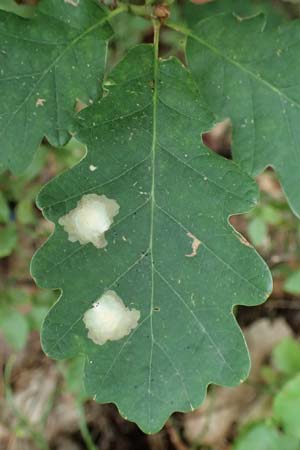 Quercus robur \ Stiel-Eiche / Common Oak, D Wachenheim 4.8.2024