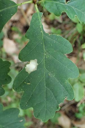 Quercus robur \ Stiel-Eiche / Common Oak, D Wachenheim 4.8.2024