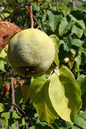 Cydonia oblonga \ Quitte / Quince, D Mannheim 24.8.2025