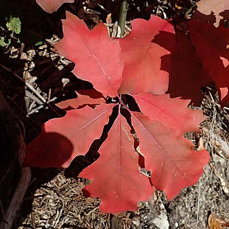 Quercus rubra \ Rot-Eiche / Northern Red Oak, D Schwarzwald/Black-Forest, Baiersbronn 18.10.2025