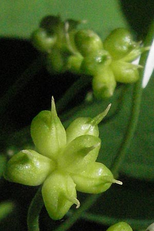Ranunculus aconitifolius \ Eisenhutbl�ttriger Hahnenfu� / Aconite-Leaved Buttercup, D Schwarzwald/Black-Forest, Feldberg 24.6.2007