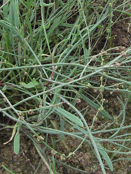 Rumex tenuifolius \ Schmalbl�ttriger Sauer-Ampfer / Narrow-Leaved Sheep's Sorrel, D Babenhausen 11.8.2007