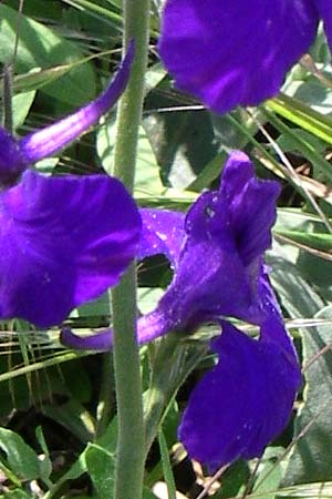 Delphinium hispanicum \ Orientalischer Rittersporn / Eastern Larkspur, D Rheinhessen, Flonheim 14.6.2008