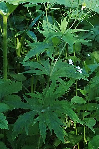 Ranunculus aconitifolius \ Eisenhutbl�ttriger Hahnenfu� / Aconite-Leaved Buttercup, D Schwarzwald/Black-Forest, Feldberg 10.7.2016