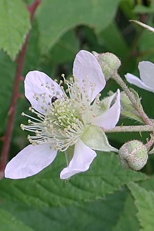 Rubus rudis \ Raue Brombeere / Rough Bramble, D Frankfurt-Schwanheim 15.6.2019