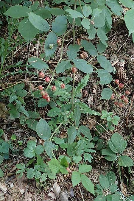 Rubus sprengelii \ Sprengels Brombeere / Sprengel's Bramble, D Trendelburg-W&uuml;lmersen 28.7.2019