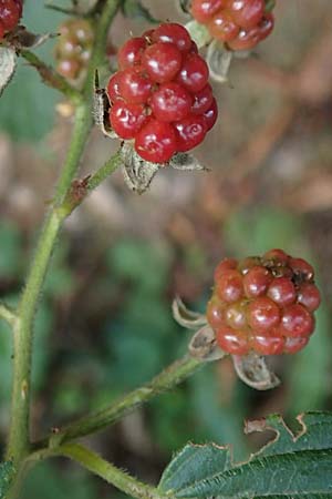 Rubus sprengelii \ Sprengels Brombeere / Sprengel's Bramble, D Trendelburg-W&uuml;lmersen 28.7.2019