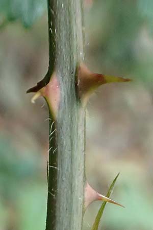 Rubus sprengelii \ Sprengels Brombeere / Sprengel's Bramble, D Trendelburg-W&uuml;lmersen 28.7.2019