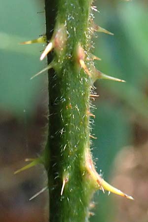 Rubus transvestitus \ Verkleidete Brombeere, Falsche Samt-Brombeere / False Velvet Bramble, D Karlsruhe 18.8.2019