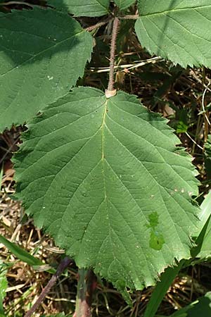 Rubus fissipetalus ? \ Schlitzbl�tige Brombeere / Slit-Flowered Bramble, D Karlsruhe 31.8.2019
