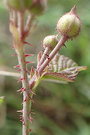 Rubus spec8 ? \ Haselblatt-Brombeere / Bramble, D Gr&uuml;nstadt-Asselheim 9.9.2019
