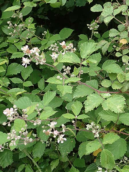 Rubus spec9 ? \ Haselblatt-Brombeere / Bramble, D Salm&uuml;nster M&uuml;hlwiese 20.6.2020