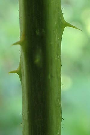 Rubus calvus \ Kahlk&ouml;pfige Haselblatt-Brombeere / Bald-Headed Bramble, D Spessart, Obersinn 21.6.2020