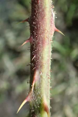 Rubus camptostachys \ Bewimperte Haselblatt-Brombeere / Hairy Bramble, D Bochum 28.7.2020