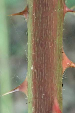 Rubus tuberculatiformis ? \ Falsche H&ouml;ckerige Haselblatt-Brombeere / Tubercular-Like Bramble, D H&ouml;rdinghausen-Dahlinghausen 10.9.2020