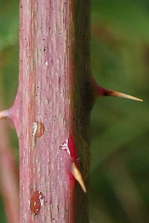 Rubus plicatus \ Falten-Brombeere / Plicate Bramble, D Neum&uuml;nster, Dosenmoor 16.9.2021