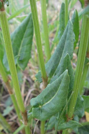 Rumex acetosa \ Gro�er Sauer-Ampfer, Wiesen-Sauer-Ampfer / Common Sorrel, D Sandhausen 23.4.2007