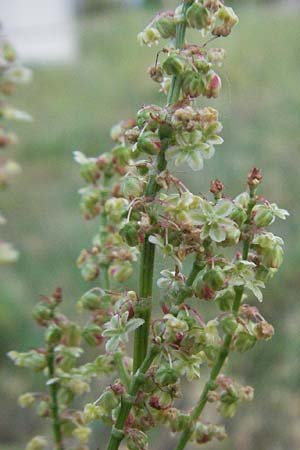 Rumex acetosa \ Gro�er Sauer-Ampfer, Wiesen-Sauer-Ampfer / Common Sorrel, D Sandhausen 23.4.2007