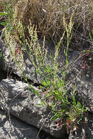 Rumex acetosella \ Kleiner Sauer-Ampfer / Sheep's Sorrel, D Odenwald, Sch&ouml;nau 26.4.2007