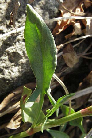 Rumex acetosella \ Kleiner Sauer-Ampfer / Sheep's Sorrel, D Odenwald, Sch&ouml;nau 26.4.2007