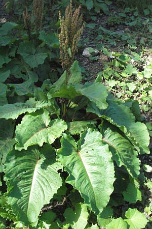 Rumex alpinus \ Alpen-Ampfer / Alpine Dock, Monk's Rhubarb, D Schwarzwald/Black-Forest, Feldberg 24.6.2007