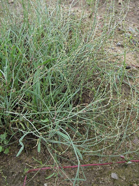 Rumex tenuifolius \ Schmalbl�ttriger Sauer-Ampfer / Narrow-Leaved Sheep's Sorrel, D Babenhausen 11.8.2007