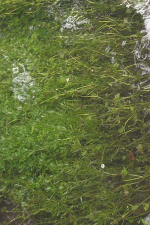Ranunculus peltatus \ Schild-Wasser-Hahnenfu� / Pond Water Crowfoot, D Odenwald, Finkenbach 10.7.2007