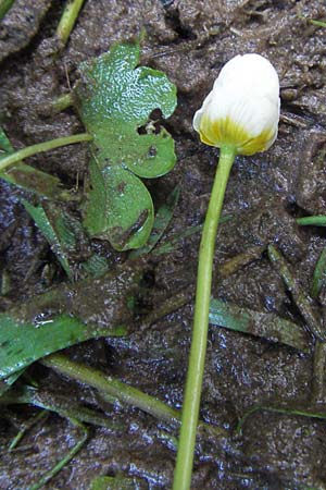 Ranunculus peltatus \ Schild-Wasser-Hahnenfu� / Pond Water Crowfoot, D Odenwald, Finkenbach 10.7.2007