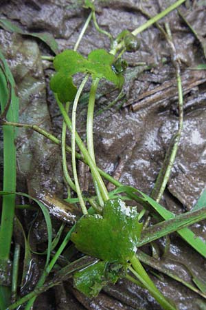 Ranunculus peltatus \ Schild-Wasser-Hahnenfu� / Pond Water Crowfoot, D Odenwald, Finkenbach 10.7.2007