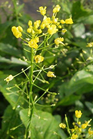 Rorippa amphibia \ Wasser-Kresse / Great Yellow-Cress, D Bad Nauheim 11.7.2009
