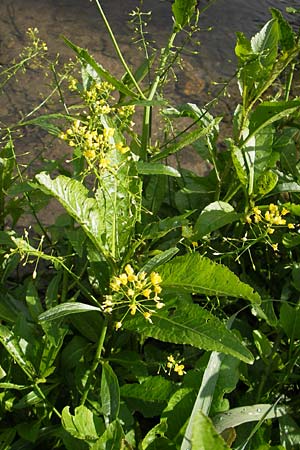 Rorippa amphibia \ Wasser-Kresse / Great Yellow-Cress, D Bad Nauheim 11.7.2009