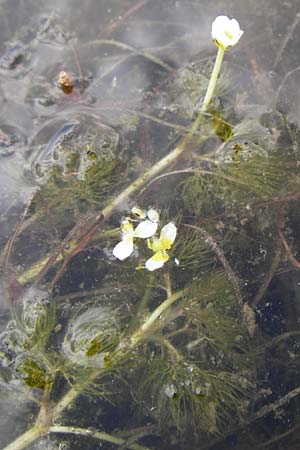 Ranunculus aquatilis \ Gew�hnlicher Wasser-Hahnenfu� / Common Water Crowfoot, White Water Crowfoot, D Dieburg 22.5.2015